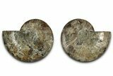 Cut & Polished, Agatized Ammonite Fossil - Madagascar #318040-1